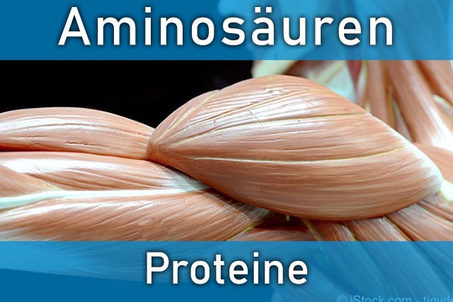 Aminosäuren - die Basis für lebenswichtige Proteine