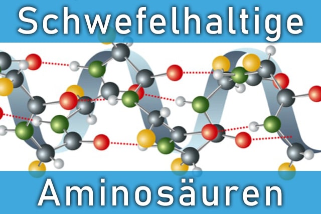 Schwefelhaltige Aminosäuren - Warum sind sie unverzichtbar?