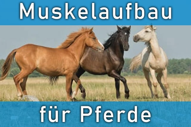 Muskelaufbau beim Pferd