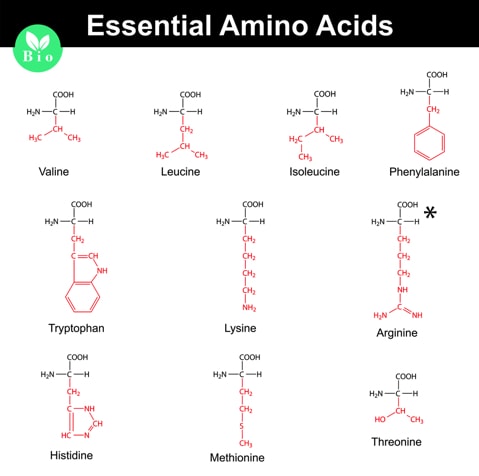 Aminosäure erklärt