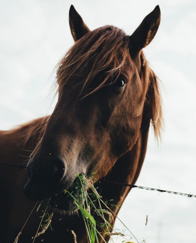 Wieviel Aminosäuren braucht ein Pferd?