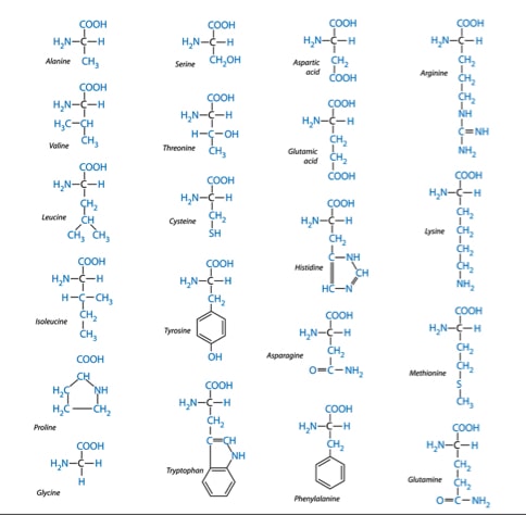 Struktur Aminosäure