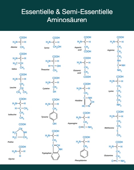 Semi essentielle Aminosäuren im Vergleich zu essentiellen